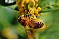 abeilles-socialMag
