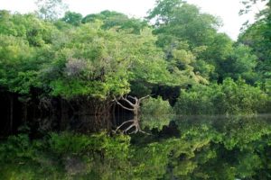 amazonie ecosysteme danger imminent - SocialMag