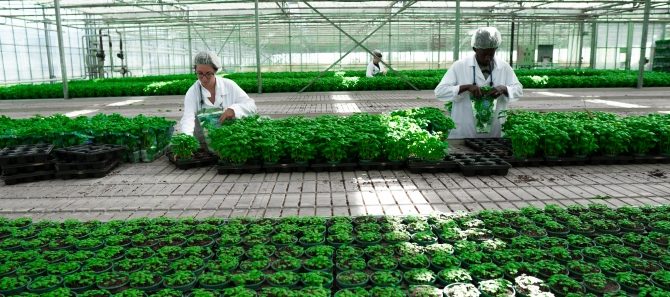 bioplants innovation agricole exemplarite environnementale - Social Mag