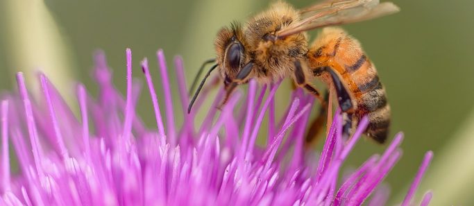 france interdit vente deux pesticides nuisibles abeilles - SocialMag