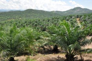 quand lhuile palme passe travers filets - SocialMag