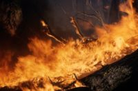 combien animaux morts incendies australie - Social Mag