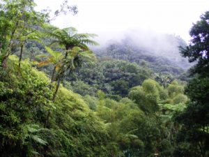 forets tropicales capter co2 - Social Mag