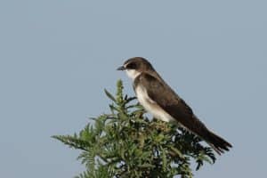 hirondelles ne faisaient plus printemps - SocialMag