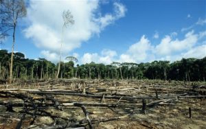 foret amazonienne voie disparition - SocialMag