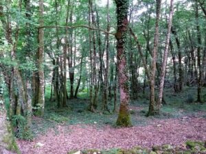 foret europe especes rares locales disparaitre - Social Mag