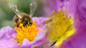 projet loi prolonger usage pesticides neonicotinoides - Social Mag