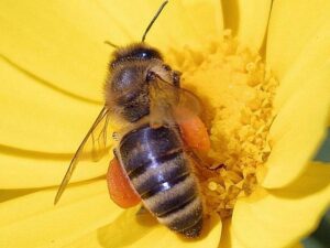 neonicotinoides-retour-pesticides-tueurs-dabeilles - SocialMag