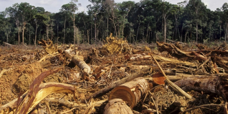 amazonie lobjectif moins 10 deforestation nest pas atteint - SocialMag