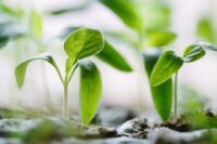 planter arbres solution réchauffement climatique