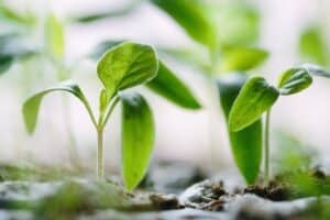 planter arbres solution réchauffement climatique