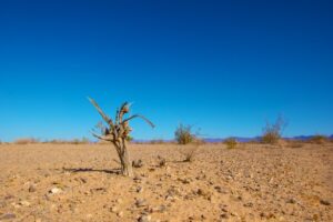 rechauffement climatique representants 200 pays reunissent bonn preparer cop27 - SocialMag