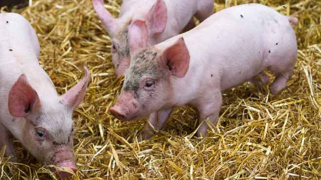 hausse prix energie elevage agriculture - SocialMag