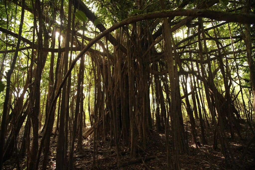 cop30 amazonie - SocialMag