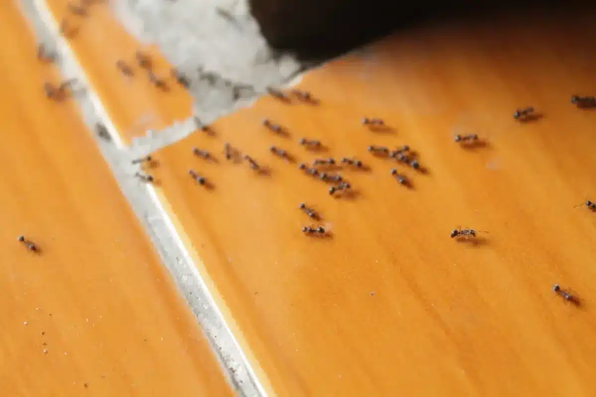 “Invasion silencieuse” : pourquoi les fourmis s’installent partout et deviennent si dures à chasser