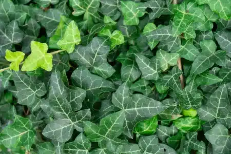 « Il faut arrêter d'acheter cette plante » : un Youtubeur alerte sur un danger vendu dans tous les magasins de jardinage
