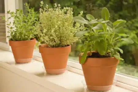 Pourquoi nos grands-mères posaient toujours un pot de menthe sur le rebord de fenêtre : les araignées n'osaient jamais franchir le seuil