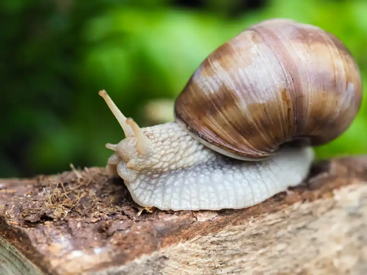 Les experts en jardinage révèlent : cette plante repousse naturellement les escargots