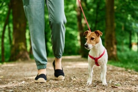 Chien sans laisse en forêt : ce que vous risquez dès maintenant