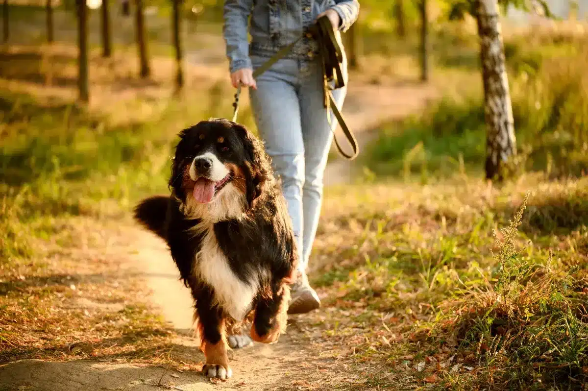 Pourquoi de plus en plus de promeneurs se font verbaliser en forêt : du 15 avril au 30 juin, la laisse est obligatoire et l'amende monte à 750€