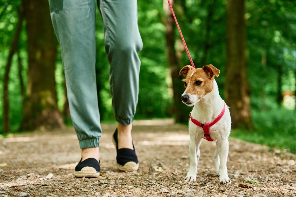 Chien sans laisse en forêt : ce que vous risquez dès maintenant