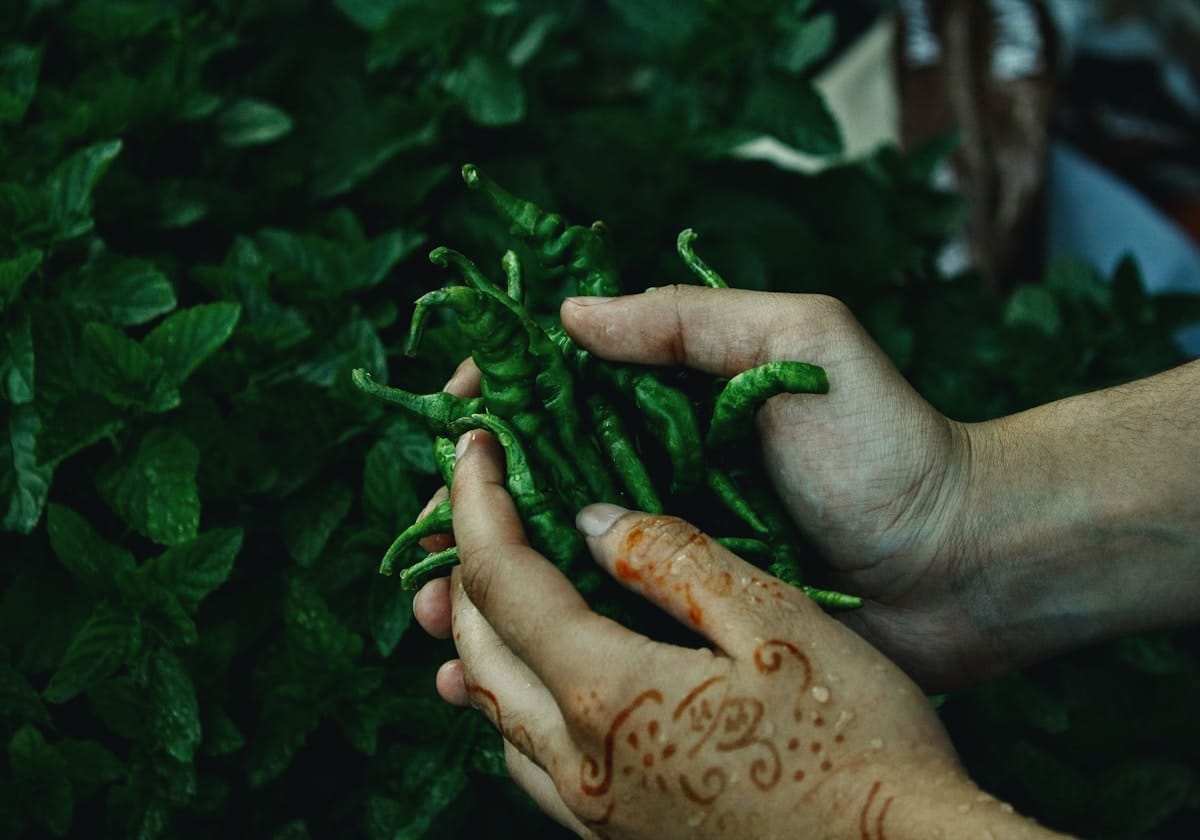 Mains cueillant délicatement des feuilles de légumes verts.