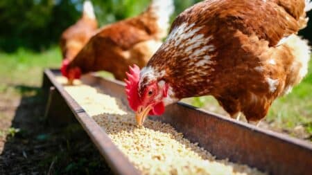 Grippe aviaire : l’Europe face à son premier cas humain H9N2