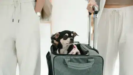 C'est officiel : un nouveau document devient obligatoire dès le 22 avril pour voyager en Europe avec son chien ou son chat