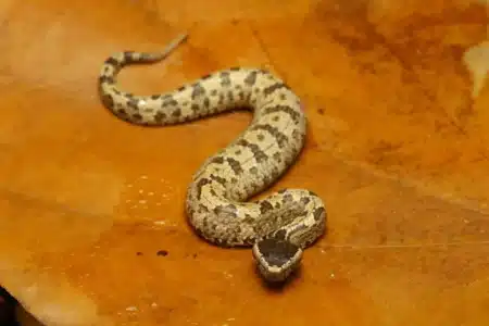 L'Inde envisage de poster des crocodiles et des serpents pour stopper les clandestins venant du Bangladesh