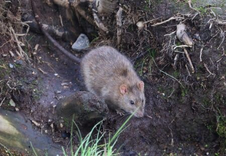 Hantavirus : 150 rongeurs capturés à Ushuaïa après le foyer du Hondius
