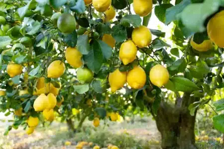 Pourquoi de plus en plus de jardiniers suspendent des bandes d'aluminium à leur citronnier : le résultat est surprenant