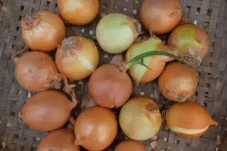 Tous les Français qui ont des oignons germés dans leur cuisine ignorent cette règle d'or