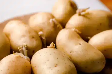 Pourquoi beaucoup de gens jettent leurs pommes de terre germées alors qu'il suffit de vérifier une seule chose avant de les cuisiner