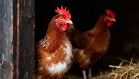 Beaucoup de gens ne le réalisent pas, mais à partir d'un certain nombre de poules votre mairie peut exiger une déclaration : voici le seuil exact