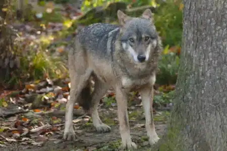 Ils voulaient filmer des loups dans les Calanques : un caméraman et son équipe se retrouvent au tribunal pour tournage illégal en zone protégée