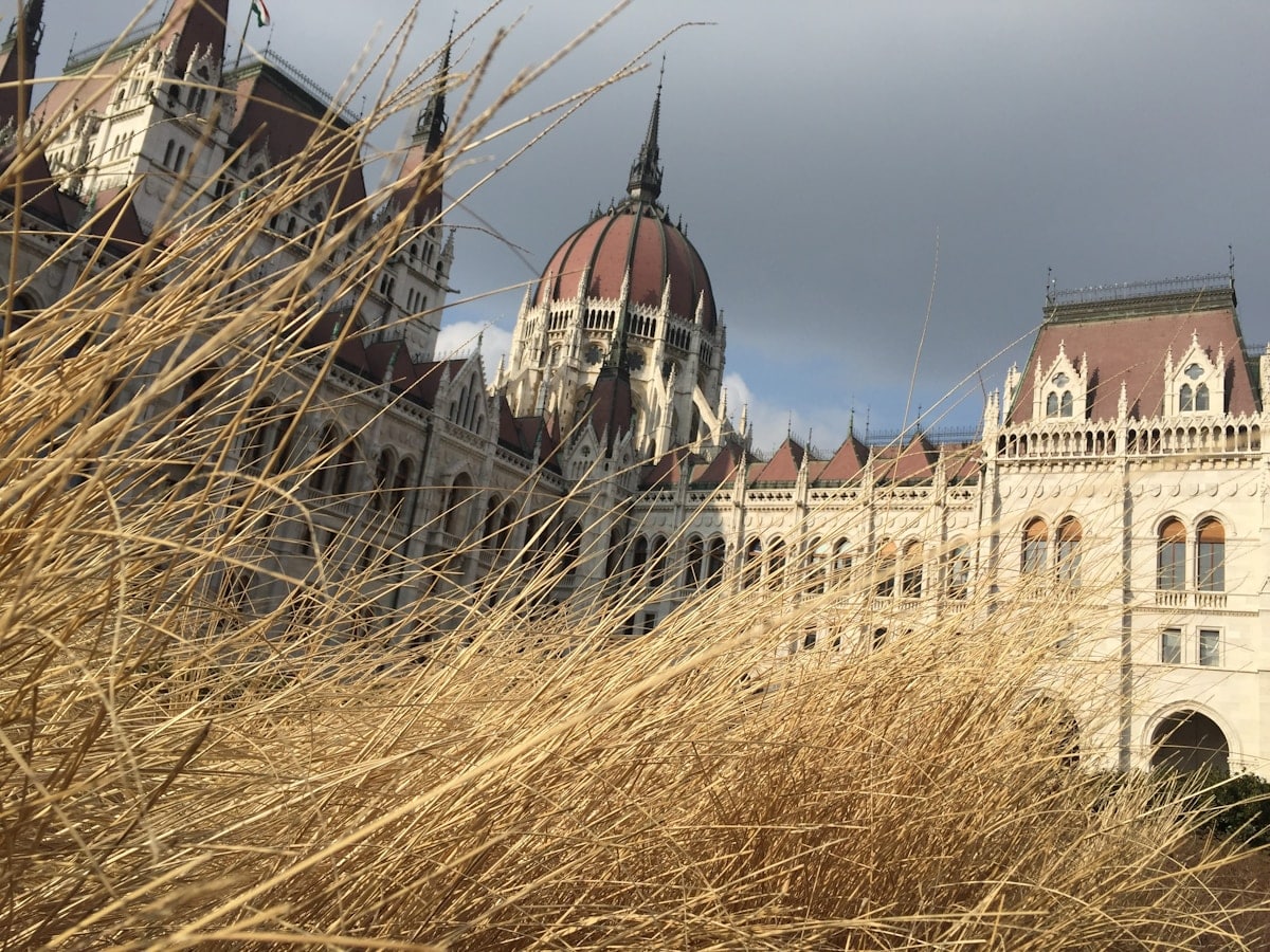 Bâtiment du Parlement hongrois derrière des branches d'herbe sèche.