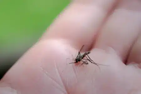 Un simple rouleau de papier toilette suffit à repousser les moustiques : voici comment ça fonctionne