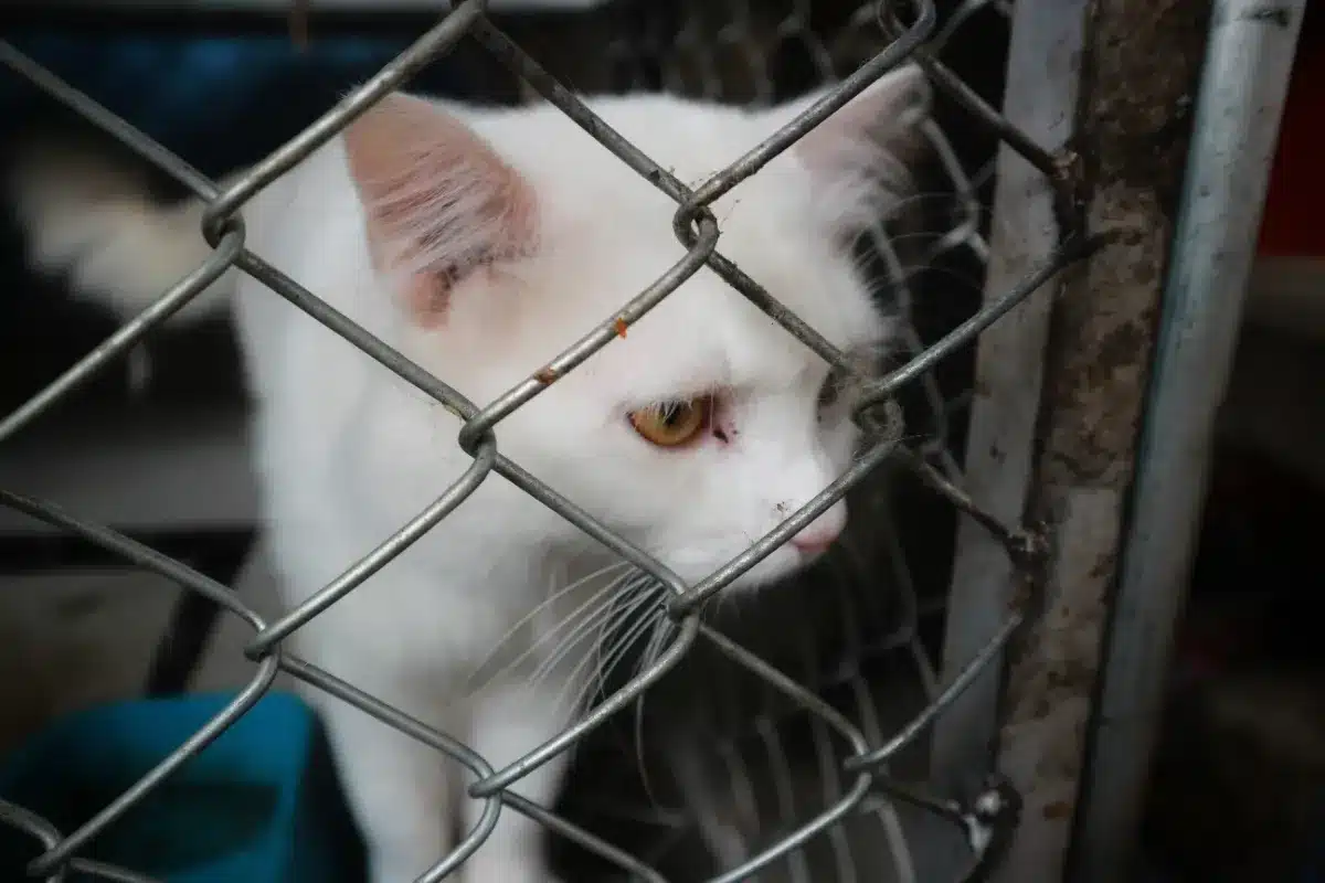 La police vietnamienne intercepte un camion avec des centaines de chats volés destinés aux restaurants