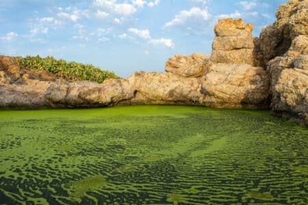 Baignade : les cyanobactéries prolifèrent sous l'effet de la chaleur, quels sont les risques ?