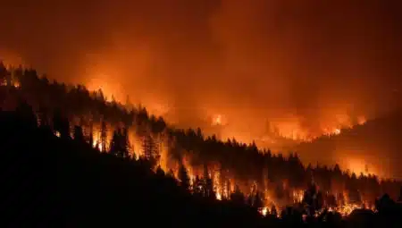 Beaucoup de gens ne le réalisent pas, mais la fumée des incendies ne s'arrête pas aux poumons : des scientifiques l'ont retrouvée dans le cerveau