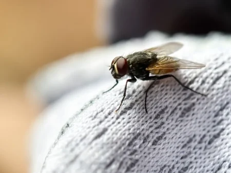 Toutes les astuces qu'on ne vous a jamais expliqué, pour faire fuir les mouches de votre maison cet été :