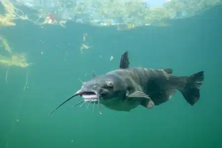Deux amis pêchent un silure à quelques centimètres du record de France : « un moment gravé pour toujours »