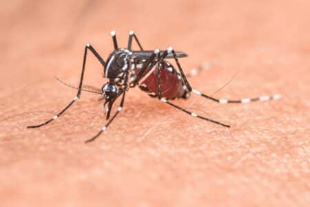 Dengue en Occitanie : vigilance rouge face à l'expansion du moustique tigre