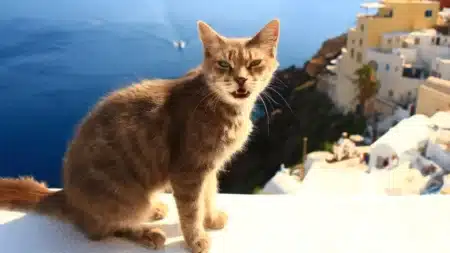 Cette île grecque cherche des bénévoles pour s'occuper de ses chats : logement offert, des milliers de candidatures en quelques heures