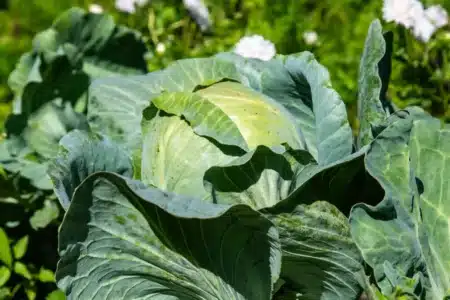 À 9 ans, elle cultive un chou de 18 kilos pour un projet scolaire : le légume finit par nourrir 275 personnes en aide alimentaire