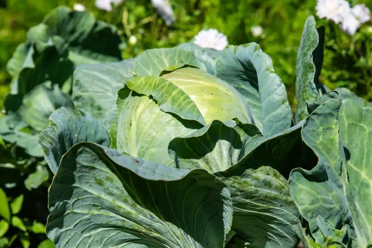 À 9 ans, elle cultive un chou de 18 kilos pour un projet scolaire : le légume finit par nourrir 275 personnes en aide alimentaire
