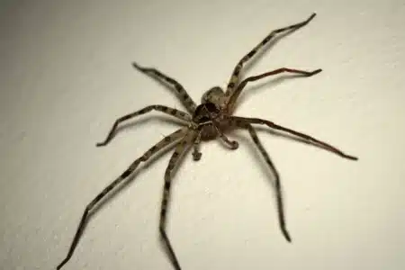« Arrêtez de faire ça » : pourquoi les entomologistes supplient de ne jamais écraser une araignée chez vous, même la plus grosse