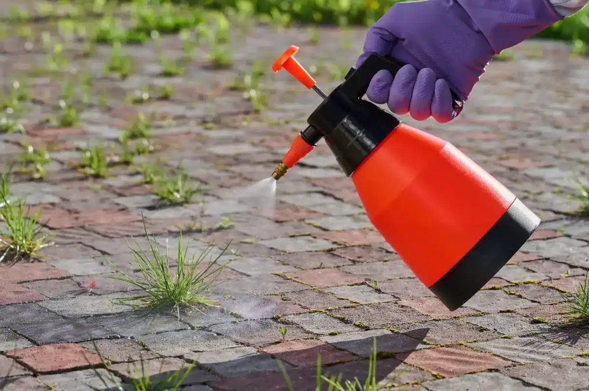 Oubliez le vinaigre blanc : ce produit oublié dans votre placard est celui que les jardiniers utilisent en secret pour désherber sans se baisser