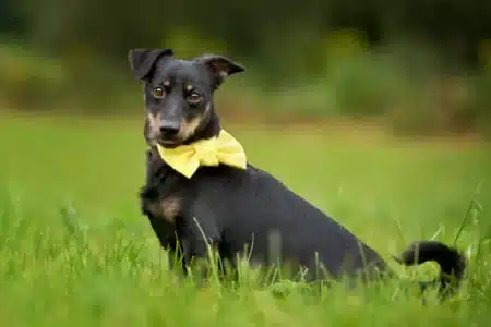 Un ruban jaune sur un chien, que veut-il dire et comment réagir en le voyant ?