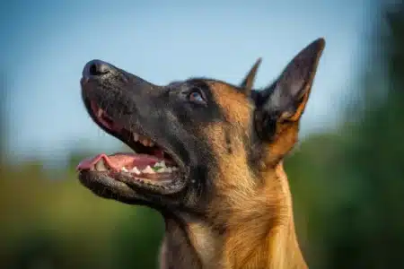 Des chercheurs ont évalué l'intelligence de plus de 1 000 chiens : une race sort du lot